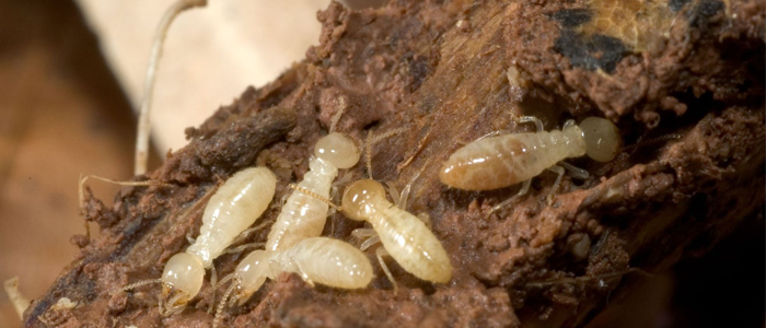 experts for termite control